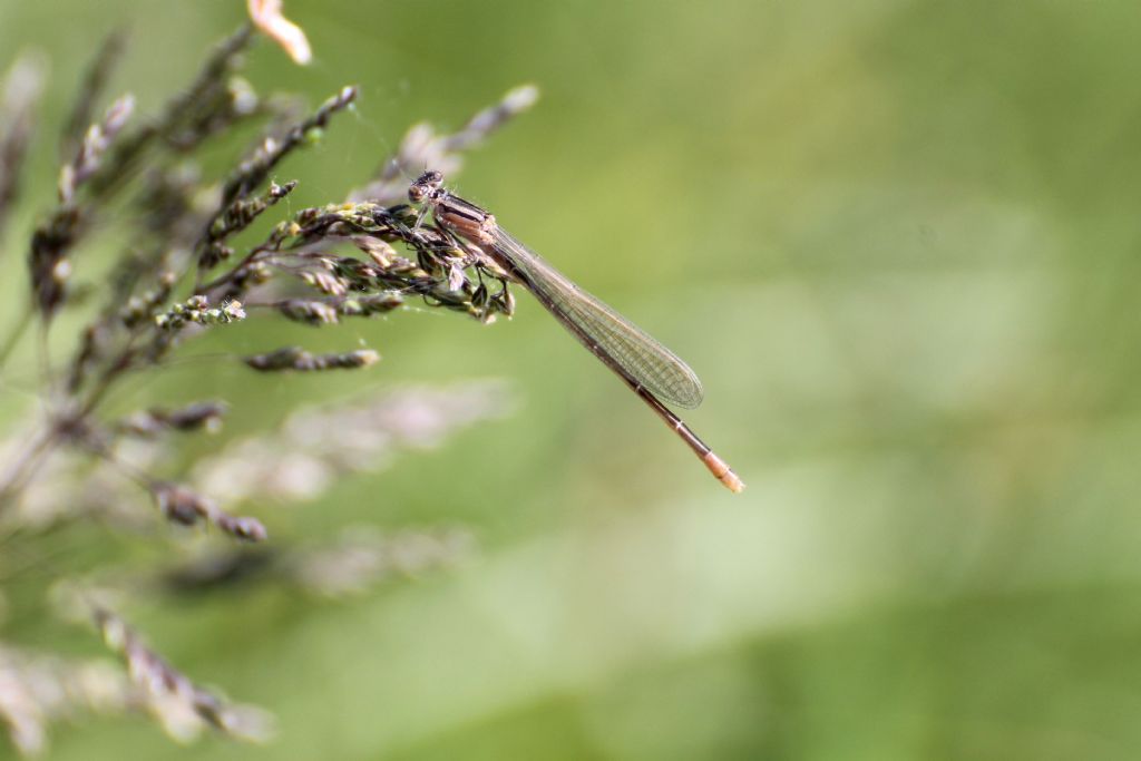 Tutte Ischnura elegans?  S, femmine immature di varie 